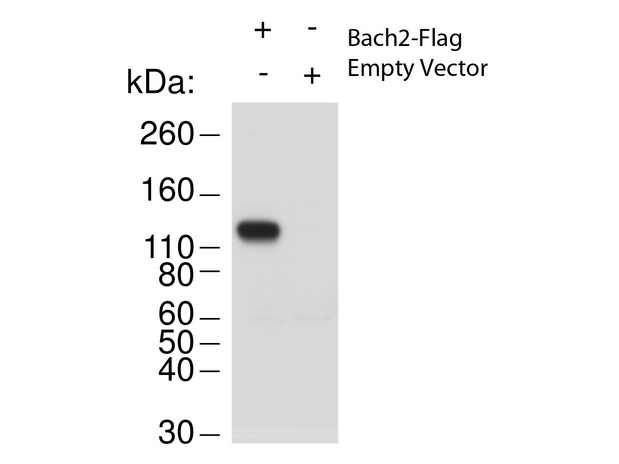 BACH2 Antibody - Western Blot of Rabbit anti-Bach2 antibody. Lane 1: 293T cell lysates overexpressing Bach2-Flag. Lane 2: 293T cell lysates. Load: 20 ug per lane. Primary antibody: Bach-2 antibody at 1:1000 for overnight at 4 degrees C. Secondary antibody: rabbit HRP secondary antibody at 1:10,000 for 45 min at RT. Block: 5% BLOTTO overnight at 4 degrees C. Predicted/Observed size: 91.7 kDa, ~130 kDa for Bach2. Other band(s): none.