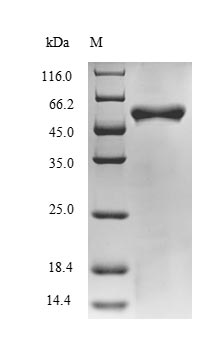 BH0637 Protein - (Tris-Glycine gel) Discontinuous SDS-PAGE (reduced) with 5% enrichment gel and 15% separation gel.