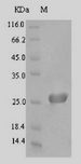 zapA Protein - (Tris-Glycine gel) Discontinuous SDS-PAGE (reduced) with 5% enrichment gel and 15% separation gel.