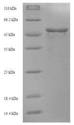 fabF / 3-Oxoacyl-Synthase 2 Protein - (Tris-Glycine gel) Discontinuous SDS-PAGE (reduced) with 5% enrichment gel and 15% separation gel.