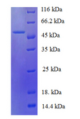 mdh / Malate Dehydrogenase Protein