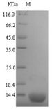 Phosphocarrier protein HPr Protein - (Tris-Glycine gel) Discontinuous SDS-PAGE (reduced) with 5% enrichment gel and 15% separation gel.