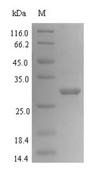 YuaB Protein - (Tris-Glycine gel) Discontinuous SDS-PAGE (reduced) with 5% enrichment gel and 15% separation gel.