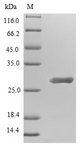 Crystal Protein cry1Fb Protein - (Tris-Glycine gel) Discontinuous SDS-PAGE (reduced) with 5% enrichment gel and 15% separation gel.