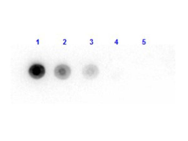 Bacterial Luciferase Antibody - Dot Blot results of Rabbit anti-Luciferase Antibody. Dots are Luciferase (Photobacterium fischerii) at (1) 100ng, (2) 33.3ng, (3) 11.1ng, (4) 3.70ng, (5) 1.23ng. Primary Antibody: Rabbit anti-Luciferase at 1ug/mL 1hr RT. Secondary Antibody: Goat Anti-Rabbit IgG HRP at 1:40,000 for 30min RT.