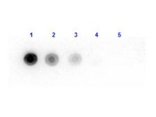Bacterial Luciferase Antibody - Dot Blot results of rabbit anti-Luciferase Antibody. Dots are Luciferase (Photobacterium fischerii) at (1) 100ng, (2) 33.3ng, (3) 11.1ng, (4) 3.70ng, (5) 1.23ng. Blocking: MB-070 for 60 min at RT. Primary Antibody: Rabbit anti-Luciferase at 1ug/mL 1hr RT. Secondary Antibody: Goat Anti-Rabbit IgG HRP 611-103-122 at 1:40,000 for 30min RT. Imaged with BioRad ChemiDoc, Chemi filter 5sec exposure.
