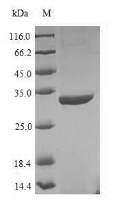 UvsY Protein - (Tris-Glycine gel) Discontinuous SDS-PAGE (reduced) with 5% enrichment gel and 15% separation gel.