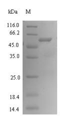 btfP Protein - (Tris-Glycine gel) Discontinuous SDS-PAGE (reduced) with 5% enrichment gel and 15% separation gel.