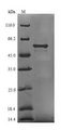 htpG Protein - (Tris-Glycine gel) Discontinuous SDS-PAGE (reduced) with 5% enrichment gel and 15% separation gel.