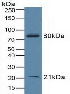 BAD Antibody - Western Blot; Sample: Human A549 Cells.