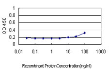 BAD Antibody - Detection limit for recombinant GST tagged BAD is approximately 30 ng/ml as a capture antibody.