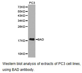 BAD Antibody - Western blot.