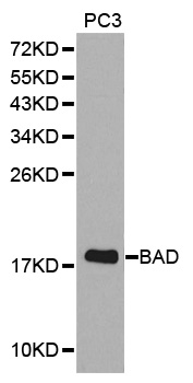 BAD Antibody - Western blot analysis of extracts of PC3 cell lines.