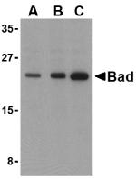 BAD Antibody - Western blot analysis of Bad in T24 cell lysates with Bad antibody at (A) 0.5, (B) 1, and (C) 2 µg/ml.