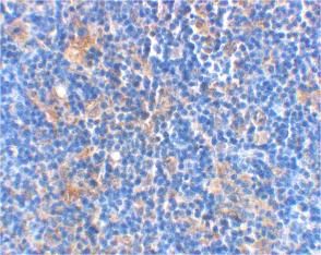 BAD Antibody - Immunohistochemical staining of rat thymus using anti-Bad at 2 µg/ml.