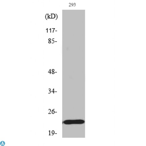 BAD Antibody - Western Blot (WB) analysis of specific cells using Phospho-Bad (S155) polyclonal antibody.