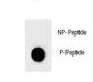 BAD Antibody - Dot blot of BAD Antibody (Phospho S124) Phospho-specific antibody on nitrocellulose membrane. 50ng of Phospho-peptide or Non Phospho-peptide per dot were adsorbed. Antibody working concentrations are 0.6ug per ml.