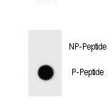 BAD Antibody - Dot blot of Phospho-mouse BAD-S134 Antibody Phospho-specific antibody on nitrocellulose membrane. 50ng of Phospho-peptide or Non Phospho-peptide per dot were adsorbed. Antibody working concentrations are 0.6ug per ml.