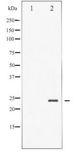 BAD Antibody - Western blot of BAD phosphorylation expression in Forskolin treated NIH-3T3 whole cell lysates,The lane on the left is treated with the antigen-specific peptide.