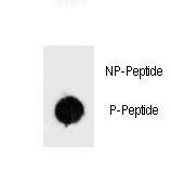 BAD Antibody - Dot blot of Phospho-BAD-S34 Antibody Phospho-specific antibody on nitrocellulose membrane. 50ng of Phospho-peptide or Non Phospho-peptide per dot were adsorbed. Antibody working concentrations are 0.6ug per ml.