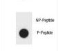 BAD Antibody - Dot blot of Phospho-BAD-S57 Antibody Phospho-specific antibody on nitrocellulose membrane. 50ng of Phospho-peptide or Non Phospho-peptide per dot were adsorbed. Antibody working concentrations are 0.6ug per ml.