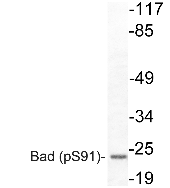 BAD Antibody - Western blot of p-Bad (S91) pAb in extracts from COS7 cells treated with TNFa.