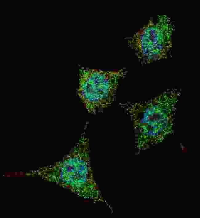 BAD Antibody - Fluorescent confocal image of HeLa cells stained with phospho-Bad-S99 antibody. HeLa cells were fixed with 4% PFA (20 min), permeabilized with Triton X-100 (0.2%, 30 min). Cells were then incubated phospho-Bad-S99 primary antibody (1:200, 2 h at room temperature). For secondary antibody, Alexa Fluor 488 conjugated donkey anti-rabbit antibody (green) was used (1:1000, 1h). Nuclei were counterstained with Hoechst 33342 (blue) (10 ug/ml, 5 min). Note the highly specific localization of the phospho-Bad-S99 mainly to the cytoplasm.