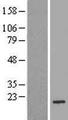 BAD Protein - Western validation with an anti-DDK antibody * L: Control HEK293 lysate R: Over-expression lysate