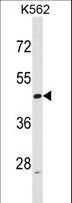 BAF53 / ACTL6A Antibody - ACTL6A Antibody western blot of K562 cell line lysates (35 ug/lane). The ACTL6A antibody detected the ACTL6A protein (arrow).