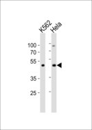 BAF53 / ACTL6A Antibody - Western blot of lysates from K562, HeLa cell line (from left to right) with Actl6a Antibody. Antibody was diluted at 1:1000 at each lane. A goat anti-rabbit IgG H&L (HRP) at 1:10000 dilution was used as the secondary antibody. Lysates at 20 ug per lane.