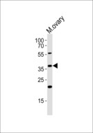 BAF53 / ACTL6A Antibody - Western blot of lysate from mouse ovary tissue lysate with Mouse Actl6a Antibody. Antibody was diluted at 1:1000. A goat anti-rabbit IgG H&L (HRP) at 1:10000 dilution was used as the secondary antibody. Lysate at 35 ug.