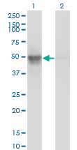 BAF53 / ACTL6A Antibody - Western Blot analysis of ACTL6A expression in transfected 293T cell line by ACTL6A monoclonal antibody (M10), clone 3C4.Lane 1: ACTL6A transfected lysate(47.5 KDa).Lane 2: Non-transfected lysate.