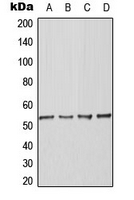 BAF53 / ACTL6A Antibody - Western blot analysis of BAF53A expression in K562 (A); Raw264.7 (B); PC12 (C); H9C2 (D) whole cell lysates.