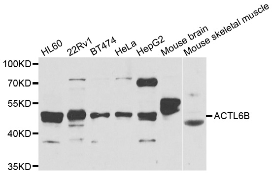 BAF53B / ACTL6B Antibody - Western blot analysis of extracts of various cell lines.