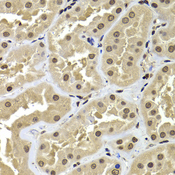 BAF53B / ACTL6B Antibody - Immunohistochemistry of paraffin-embedded human kidney tissue.