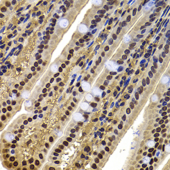 BAF53B / ACTL6B Antibody - Immunohistochemistry of paraffin-embedded mouse jejunum tissue.