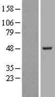 BAF53B / ACTL6B Protein - Western validation with an anti-DDK antibody * L: Control HEK293 lysate R: Over-expression lysate