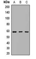 BAF60B / SMARCD2 Antibody