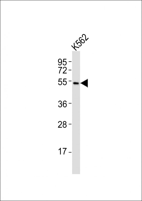 BAF60C / SMARCD3 Antibody - Anti- (Mouse) Smarcd3 Antibody at 1:1000 dilution + K562 whole cell lysates Lysates/proteins at 20 ug per lane. Secondary Goat Anti-Rabbit IgG, (H+L), Peroxidase conjugated at 1/10000 dilution Predicted band size : 55 kDa Blocking/Dilution buffer: 5% NFDM/TBST.
