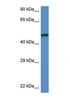 BAF60C / SMARCD3 Antibody - SMARCD3 antibody Western blot of Mouse Brain lysate. Antibody concentration 1 ug/ml.  This image was taken for the unconjugated form of this product. Other forms have not been tested.