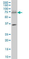 BAF60C / SMARCD3 Antibody - SMARCD3 monoclonal antibody (M01), clone 1G6 Western Blot analysis of SMARCD3 expression in K-562.