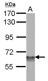 BAF60C / SMARCD3 Antibody - Sample (30 ug of whole cell lysate) A: NIH-3T3 7.5% SDS PAGE SMARCD3 antibody diluted at 1:5000