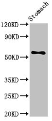BAF60C / SMARCD3 Antibody - Positive Western Blot detected in Mouse stomach tissue. All lanes: SMARCD3 antibody at 3.4 µg/ml Secondary Goat polyclonal to rabbit IgG at 1/50000 dilution. Predicted band size: 56, 54 KDa. Observed band size: 56 KDa