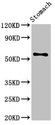BAF60C / SMARCD3 Antibody - Positive Western Blot detected in Mouse stomach tissue. All lanes: SMARCD3 antibody at 3.4 µg/ml Secondary Goat polyclonal to rabbit IgG at 1/50000 dilution. Predicted band size: 56, 54 KDa. Observed band size: 56 KDa
