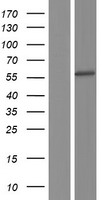 BAF60C / SMARCD3 Protein - Western validation with an anti-DDK antibody * L: Control HEK293 lysate R: Over-expression lysate