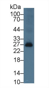 BAFF Receptor / CD268 Antibody - Western Blot; Sample: Rat Spleen lysate; Primary Ab: 3µg/ml Rabbit Anti-Rat BAFFR Antibody Second Ab: 0.2µg/mL HRP-Linked Caprine Anti-Rabbit IgG Polyclonal Antibody