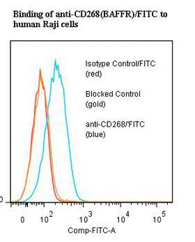BAFF Receptor / CD268 Antibody - Flow cytometry of BAFF Receptor antibody This image was taken for the unconjugated form of this product. Other forms have not been tested.