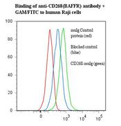 BAFF Receptor / CD268 Antibody - Flow cytometry of BAFF Receptor antibody