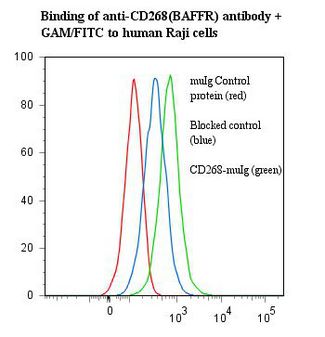 BAFF Receptor / CD268 Antibody - Flow cytometry of BAFF Receptor antibody