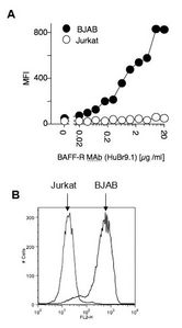 BAFF Receptor / CD268 Antibody - Detection of endogenous human BAFF-R with anti-BAFF-R (human), mAb (HuBR9.1). BJAB and Jurkat cells were stained with A) 20 ug /ml (and 2-fold dilutions) and B) 2 ug /ml of anti-BAFF-R (human), mAb (HuBR9.1) in 50 ul FACS buffer (PBS, 5% fetal calf serum, 0.02% azide), revealed with anti-mouse-PE (1/200) and then analyzed by flow cytometry.  This image was taken for the unconjugated form of this product. Other forms have not been tested.